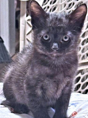 Alex, a Adopted Domestic Medium Hair in Rutherfordton, NC image 1/3