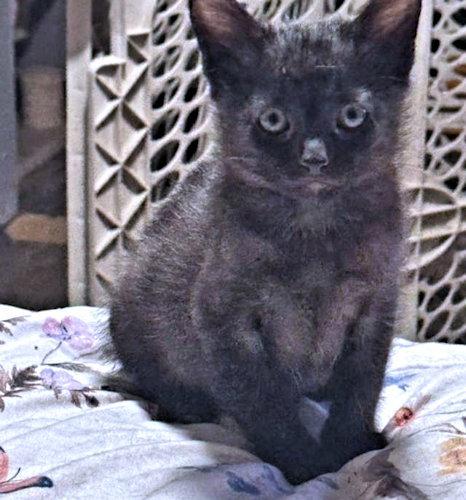 Alex, a Adopted Domestic Medium Hair in Rutherfordton, NC image 2/3