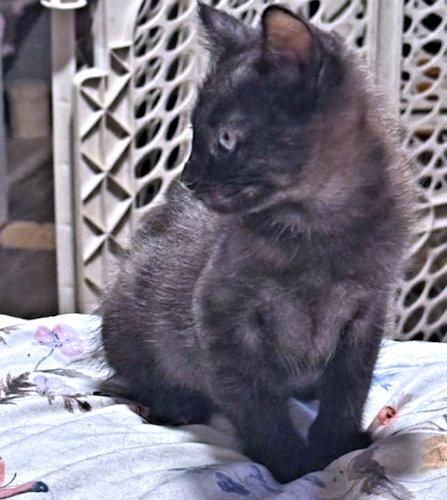 Alex, a Adopted Domestic Medium Hair in Rutherfordton, NC image 3/3