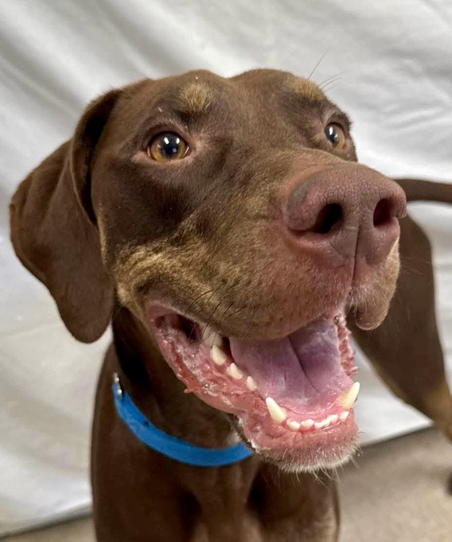 Ollie, ADOPTABLE, Adult Male Mixed Breed.
