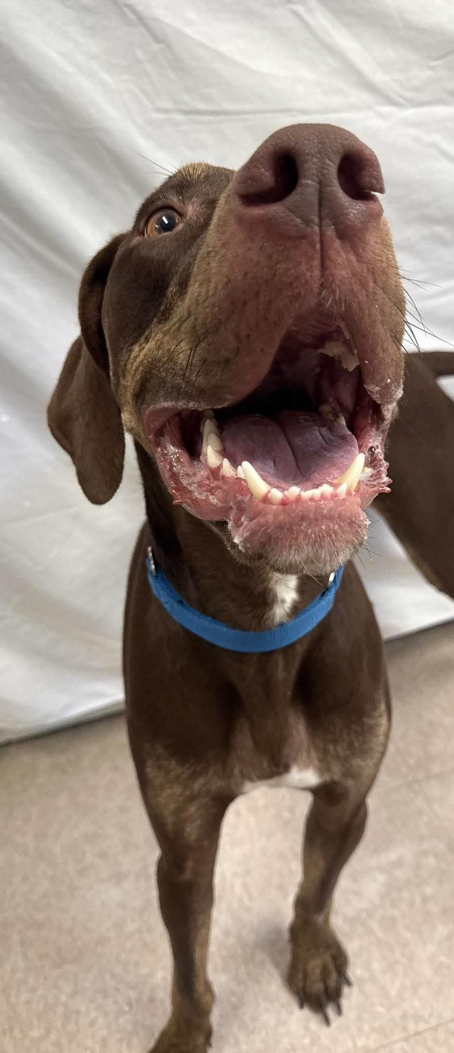 Enlarge Ollie, a ADOPTABLE Mixed Breed in Springfield, VT image 2/3
