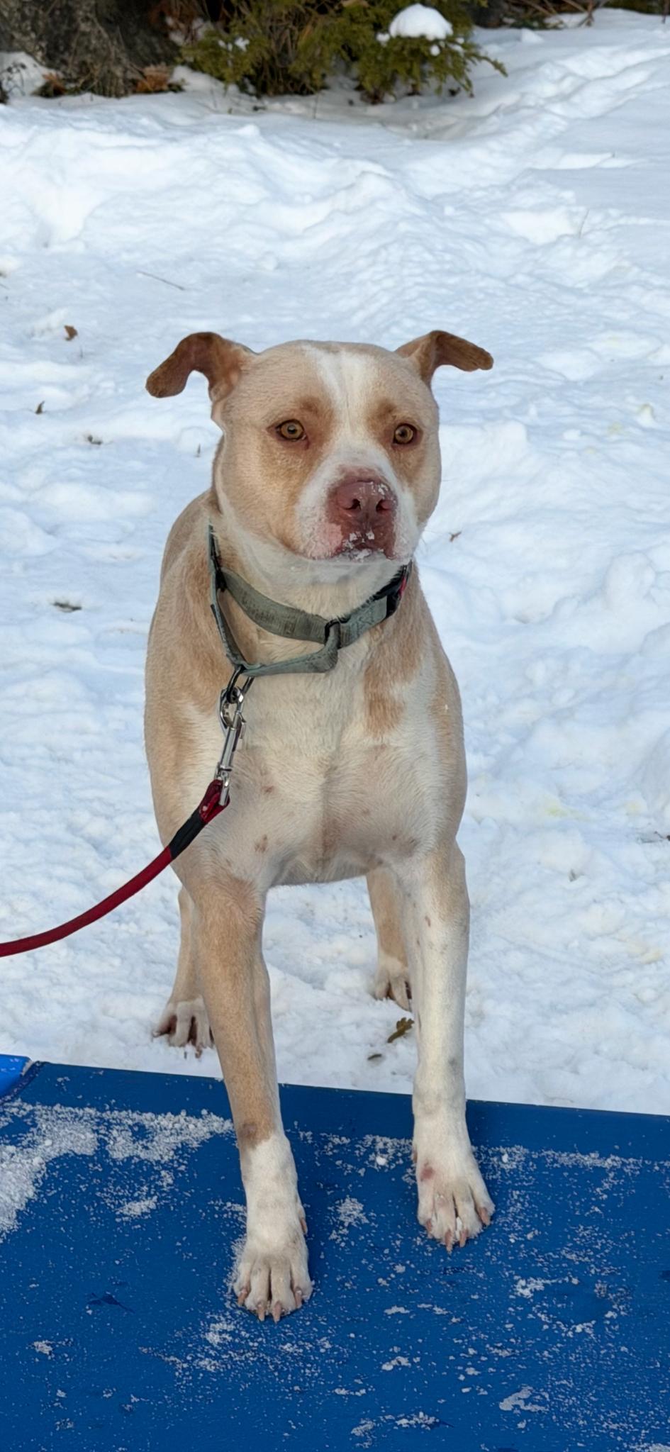 Skye (20240609-02) — thumbnail 2