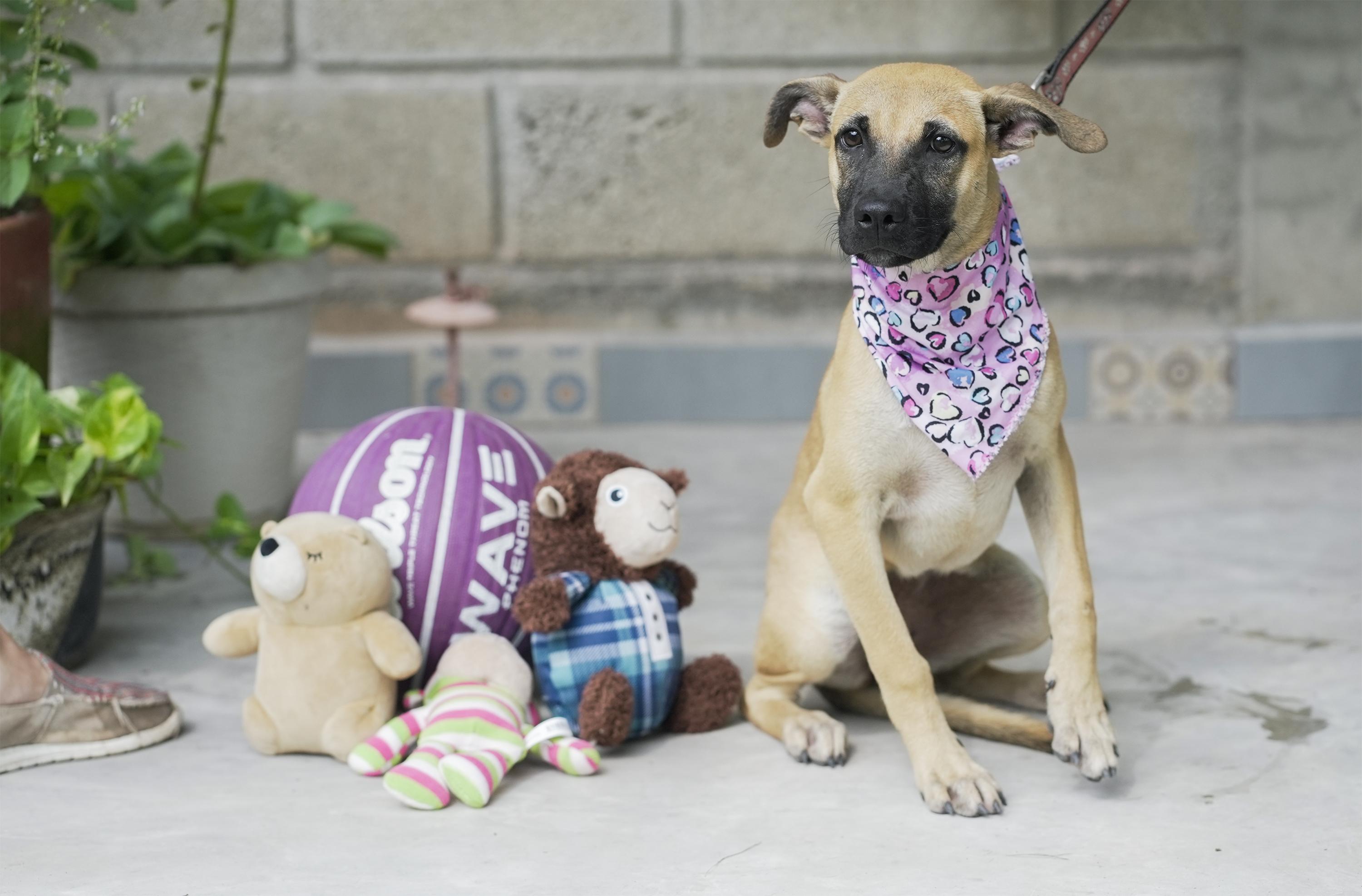 Kia, a Adoptable mixed breed in Calgary, AB image 2/5