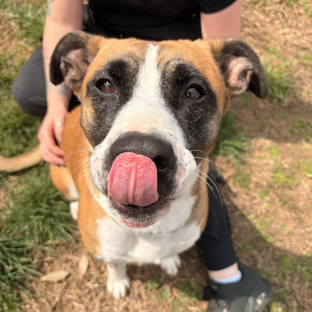 Clover, a Adoptable mixed breed in Franklin, NC image 1/4