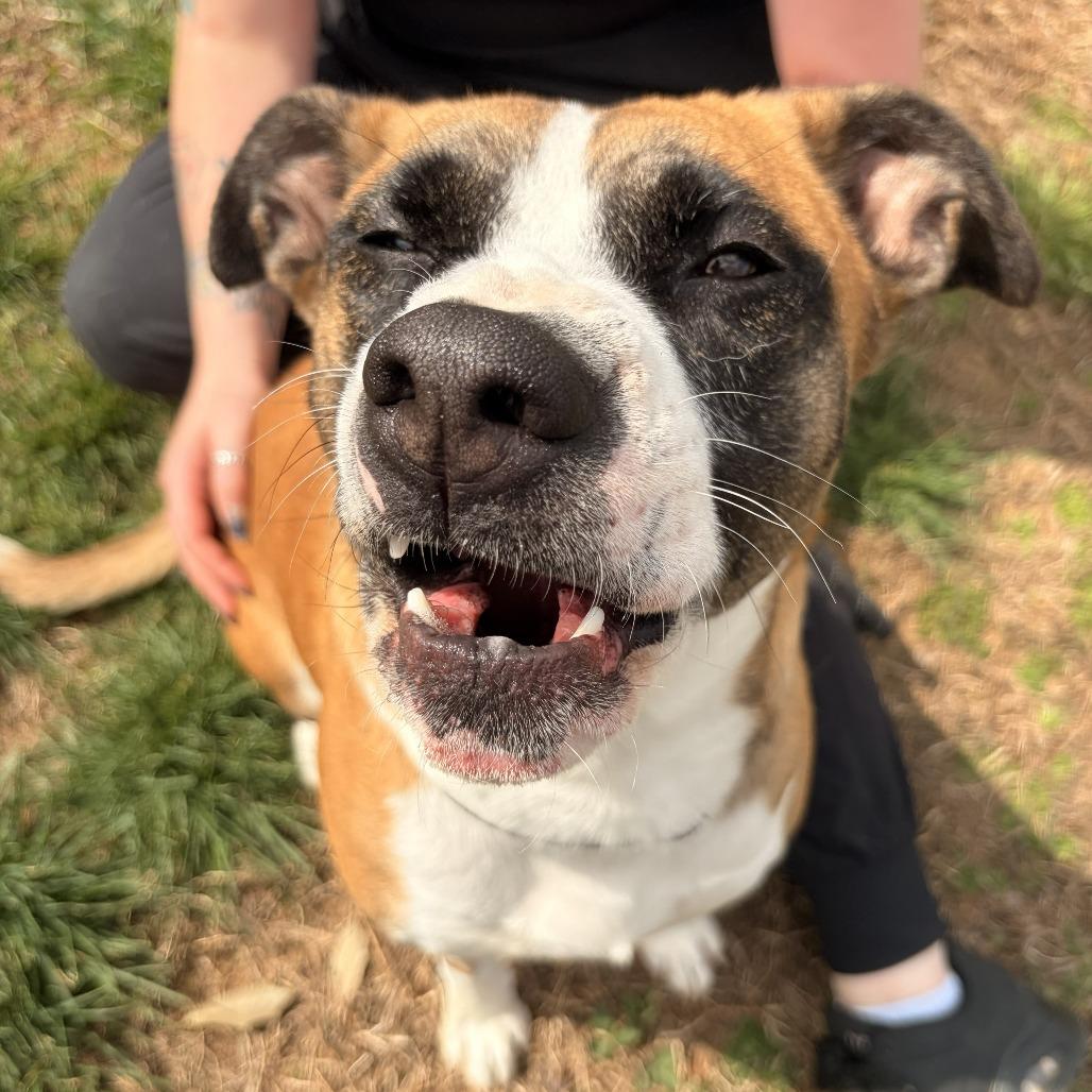 Clover, a Adoptable mixed breed in Franklin, NC image 2/4