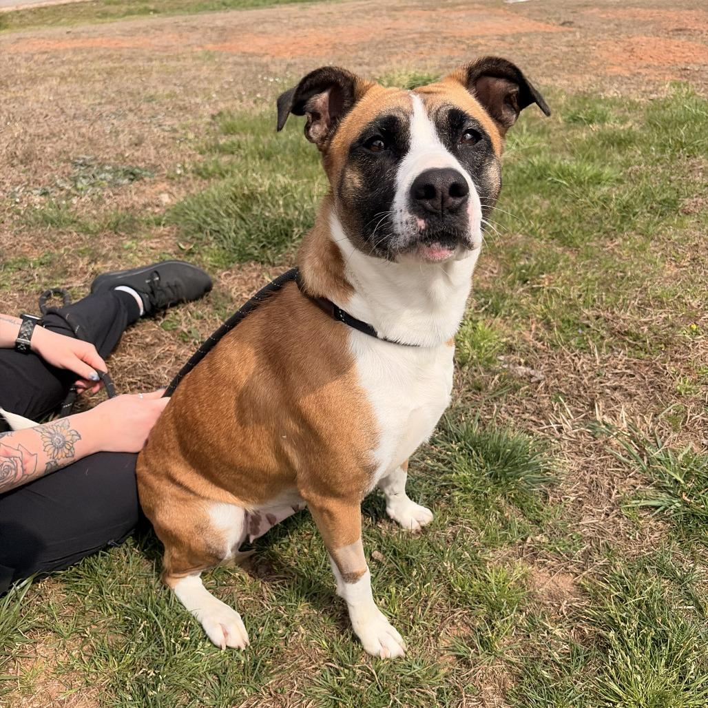 Enlarge Clover, a Adoptable mixed breed in Franklin, NC image 1/1