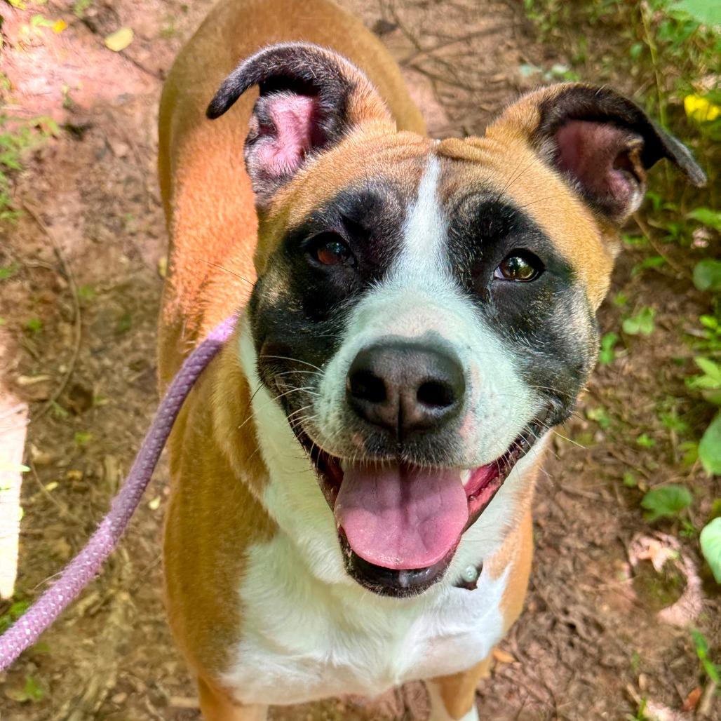 Clover, a Adoptable mixed breed in Franklin, NC image 4/4