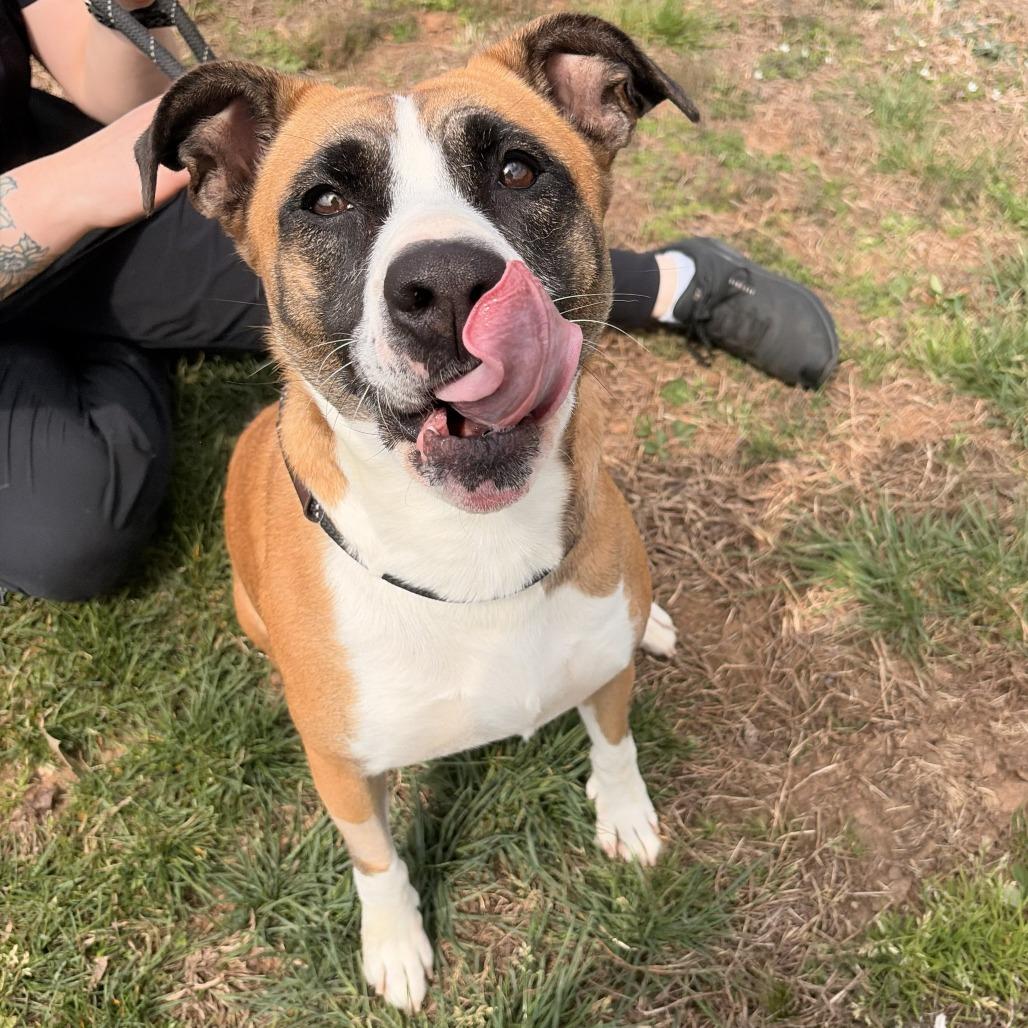 Clover, a Adoptable mixed breed in Franklin, NC image 4/4