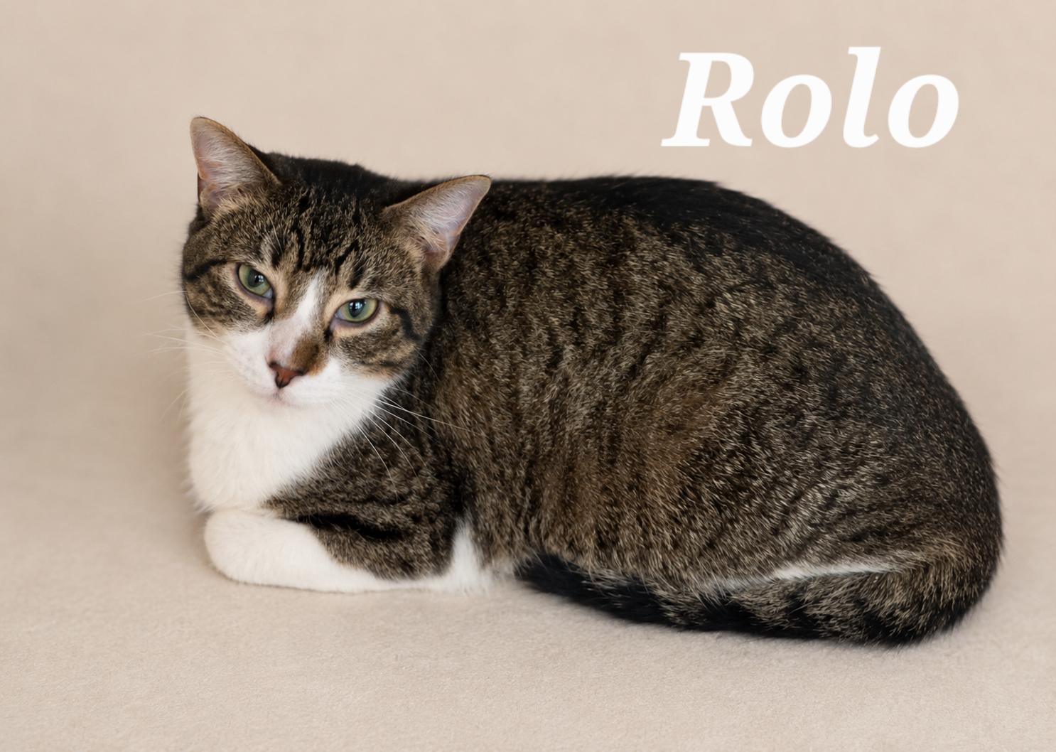 Enlarge Rolo, a ADOPTABLE Tabby in Monroeville, PA image 1/3