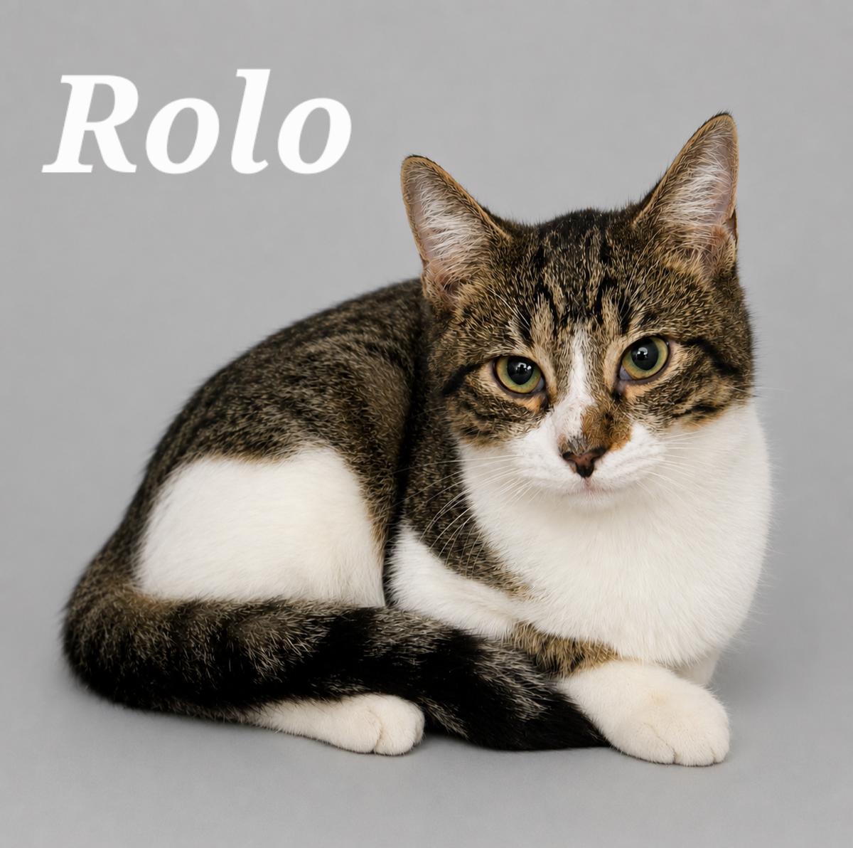 Rolo, ADOPTABLE, Kitten Male Tabby.