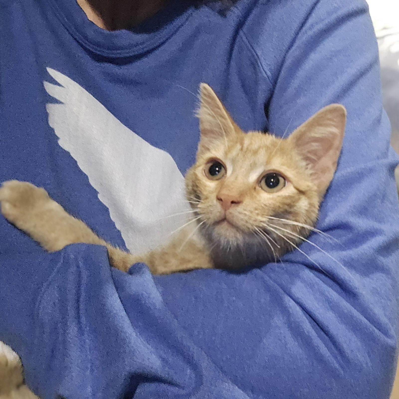 Enlarge Rupert, a Adoptable mixed breed in Flushing, NY image 3/3