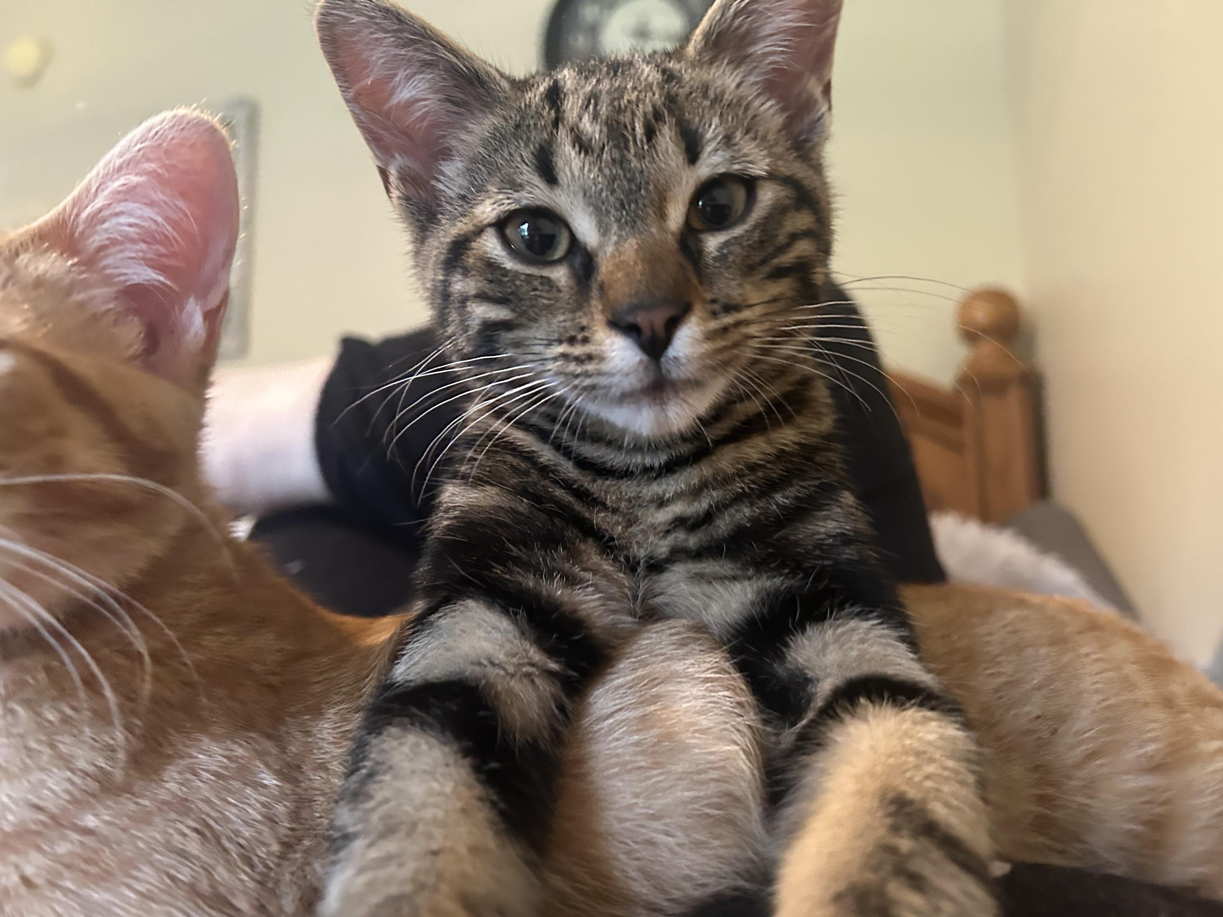 Enlarge Jack, a Adoptable Domestic Short Hair in St. Clair, MI image 1/2
