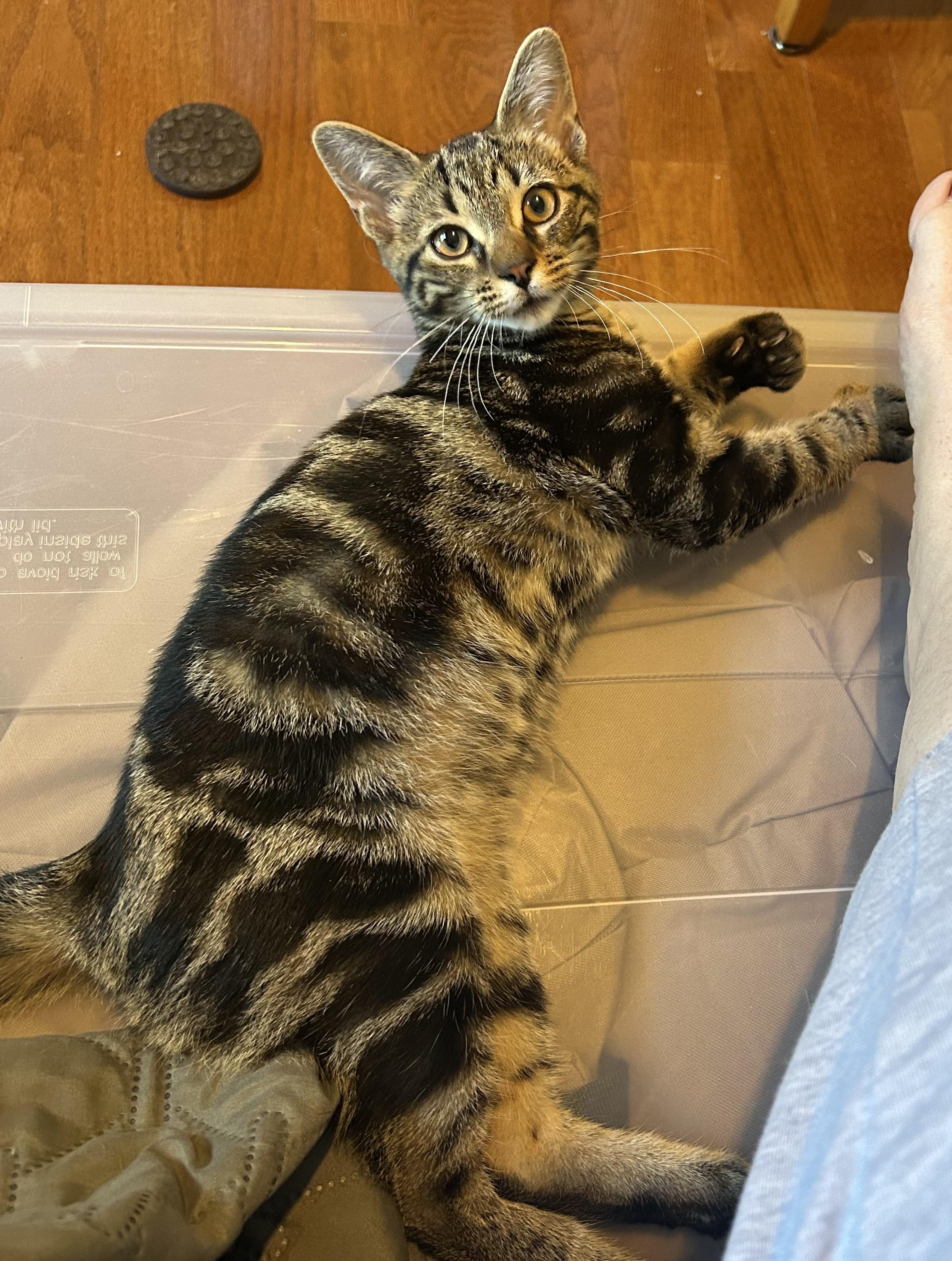 Enlarge Jack, a Adoptable Domestic Short Hair in St. Clair, MI image 2/2