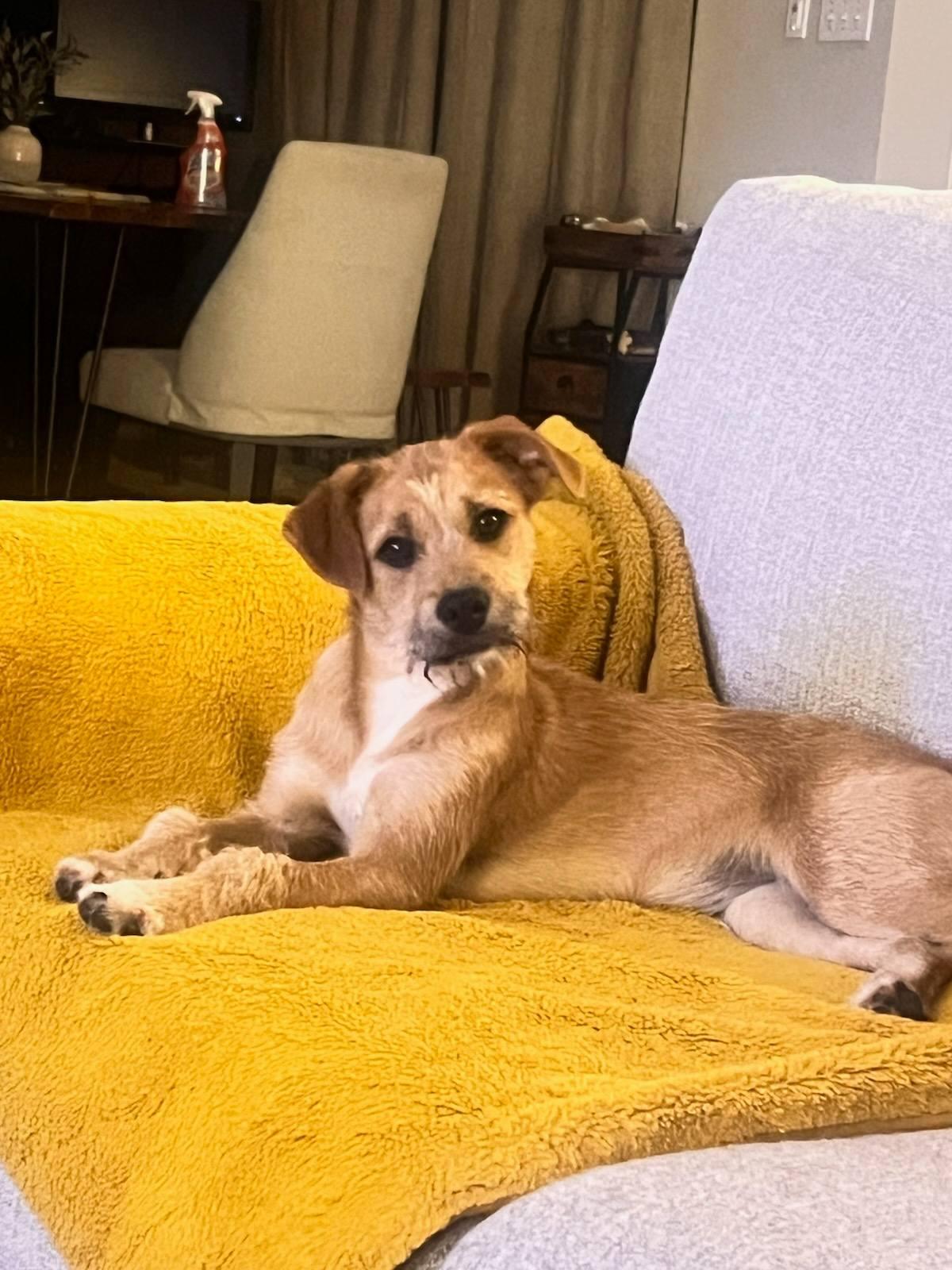 Enlarge Hazel, a ADOPTABLE Terrier in Colleyville, TX image 3/6