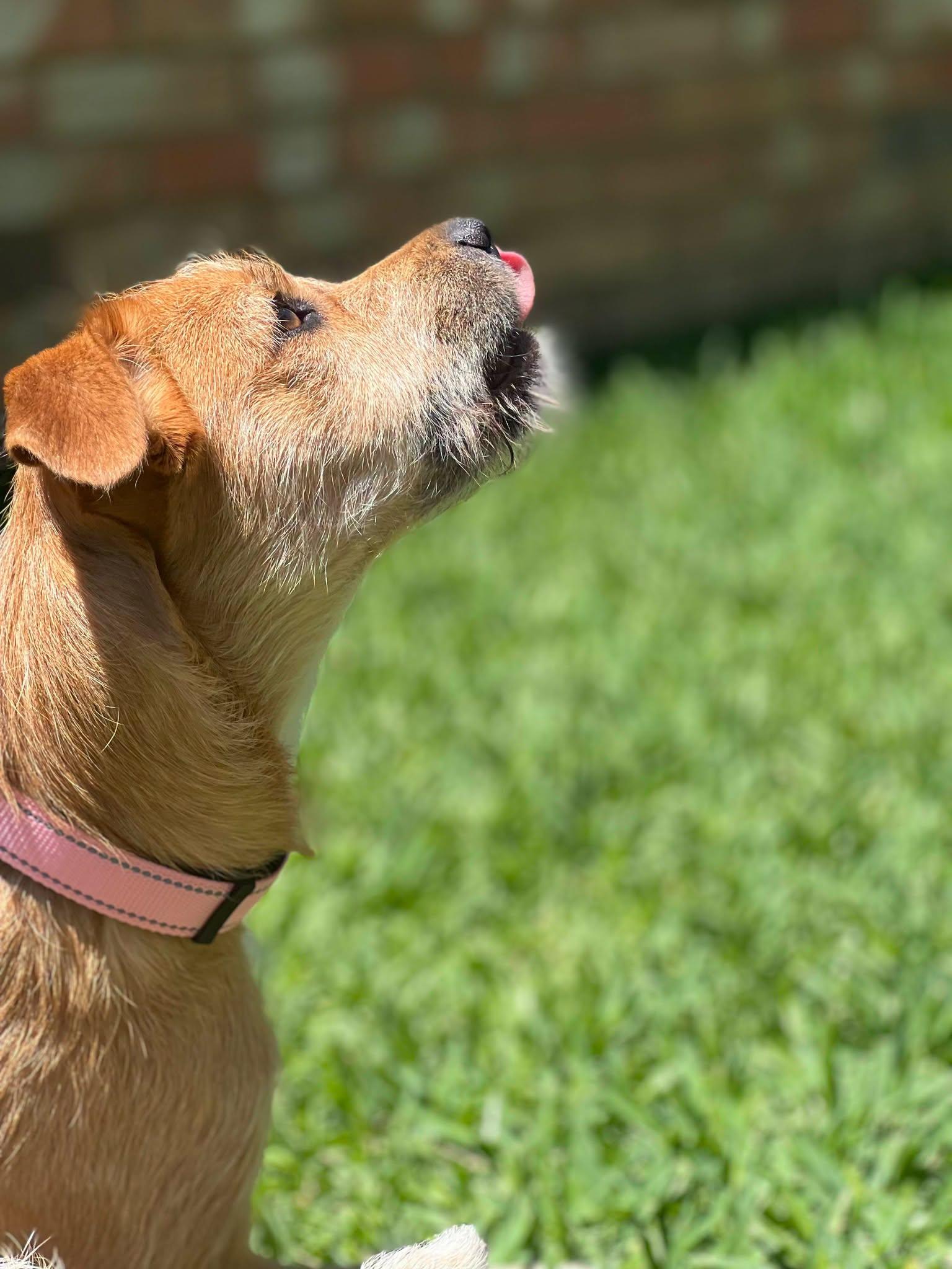 Enlarge Hazel, a ADOPTABLE Terrier in Colleyville, TX image 6/6