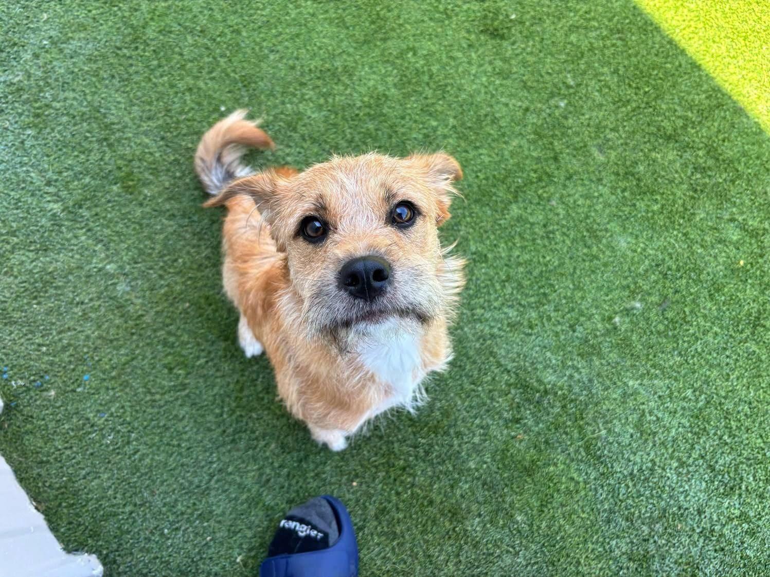 Enlarge Hazel, a ADOPTABLE Terrier in Colleyville, TX image 4/6