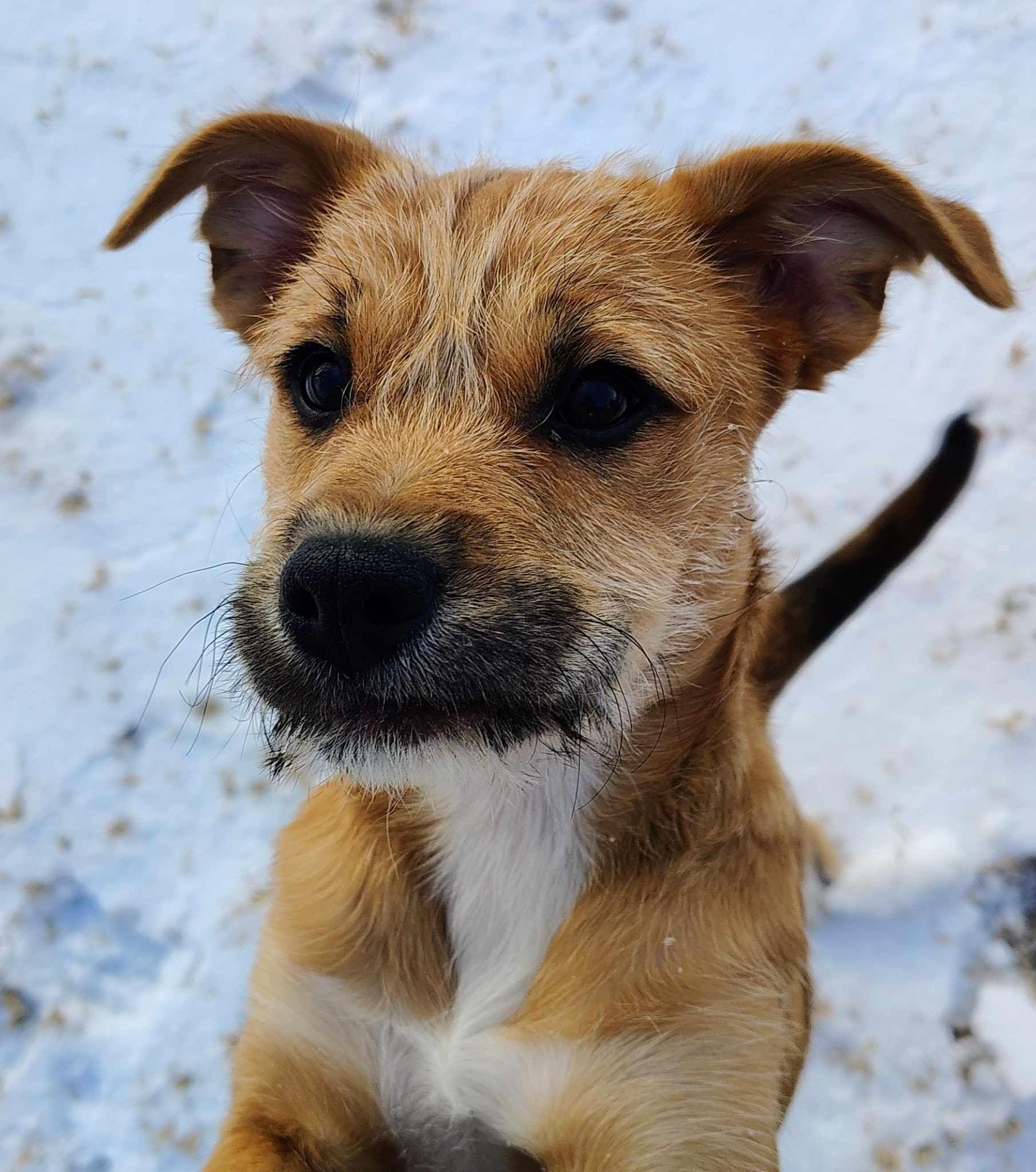Enlarge Hazel, a ADOPTABLE Terrier in Colleyville, TX image 2/6