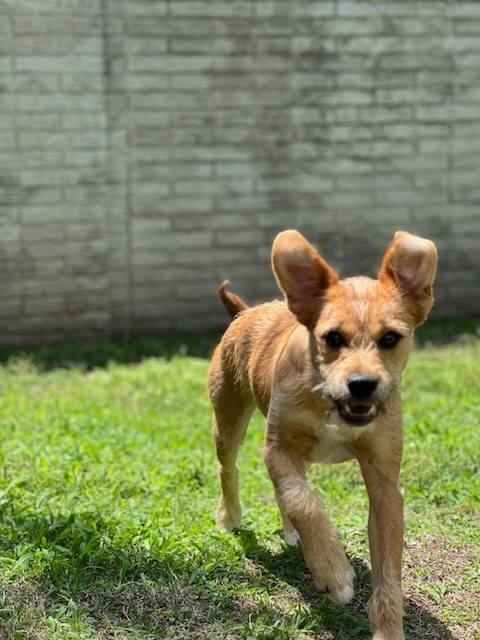 Enlarge Hazel, a ADOPTABLE Terrier in Colleyville, TX image 5/6