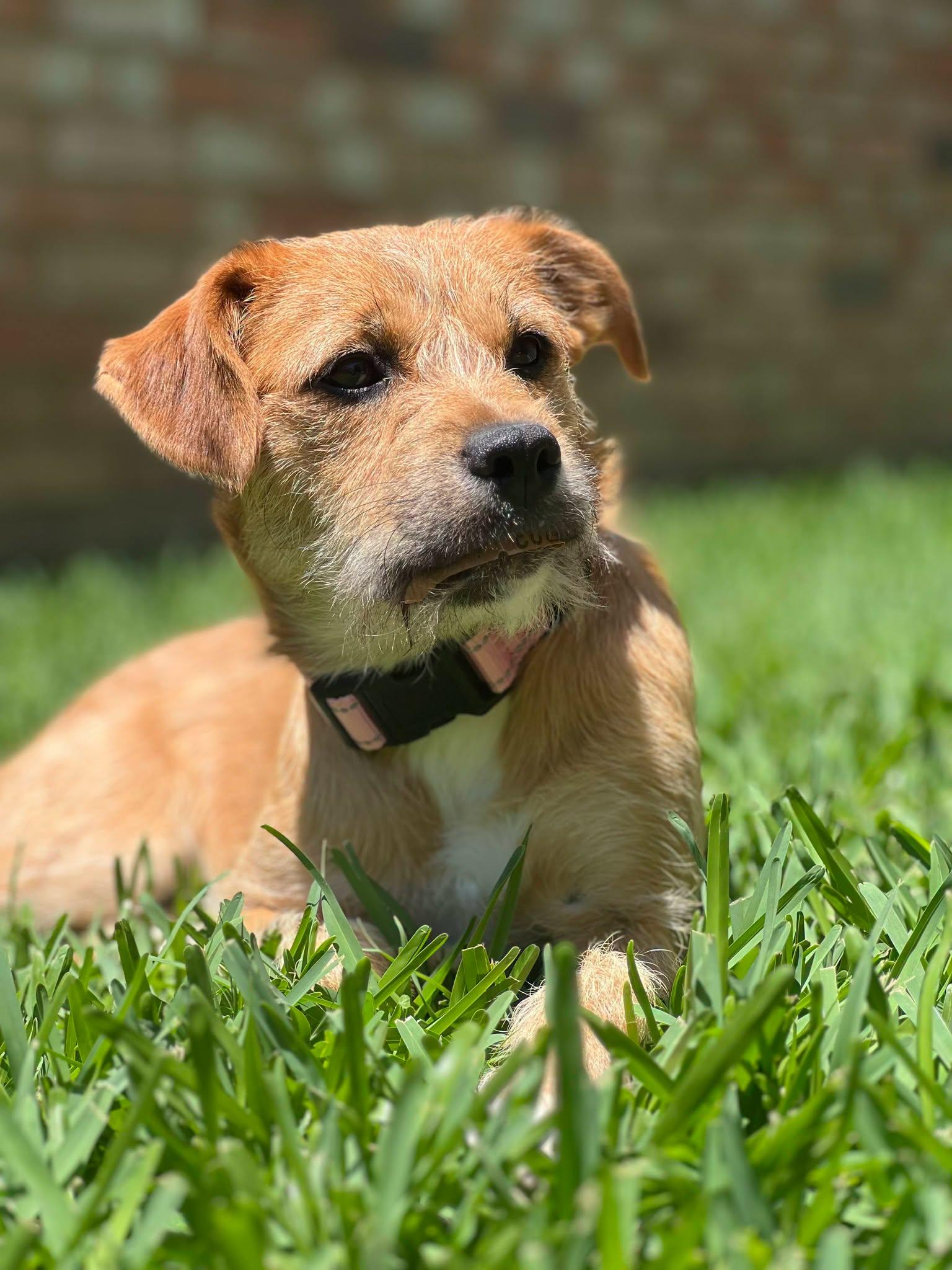 Hazel, ADOPTABLE, Adult Female Terrier.