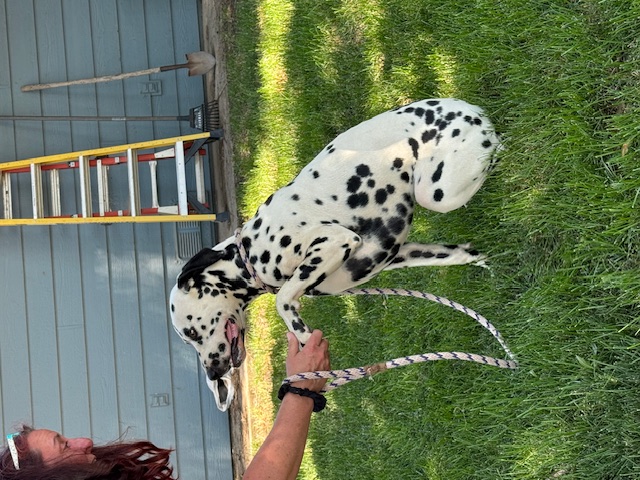 Hayes, a Adoptable Dalmatian in Turlock, CA image 1/4