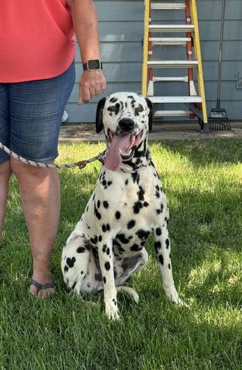 Hayes, a Adoptable Dalmatian in Turlock, CA image 2/4