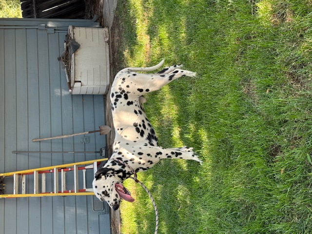 Hayes, a Adoptable Dalmatian in Turlock, CA image 3/4