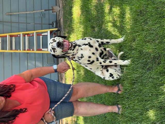 Hayes, Adoptable, Adult Male Dalmatian.