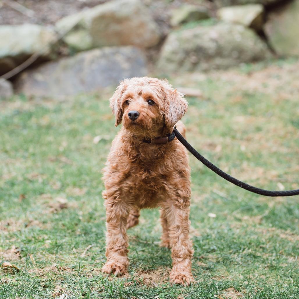 Wednesday , an adoptable Cavapoo in Chester Springs, PA image 2/6