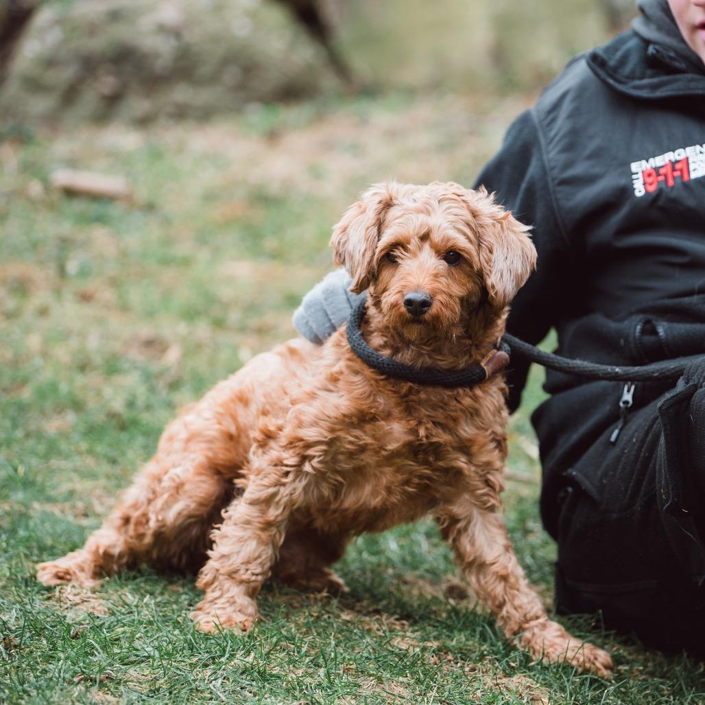 Wednesday , an adoptable Cavapoo in Chester Springs, PA image 4/6
