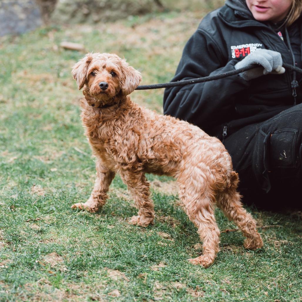 Wednesday , an adoptable Cavapoo in Chester Springs, PA image 6/6