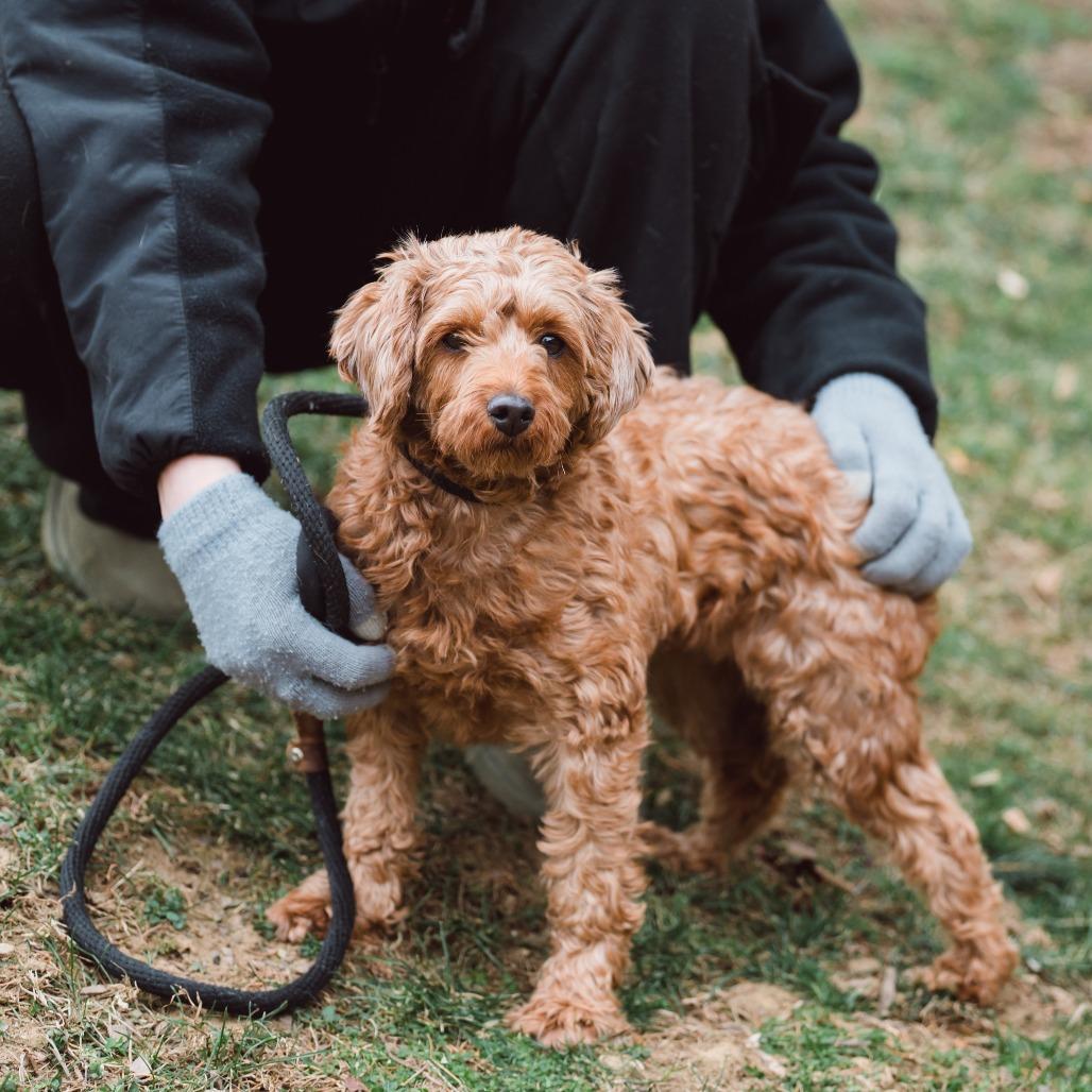 Wednesday , an adoptable Cavapoo in Chester Springs, PA image 1/6