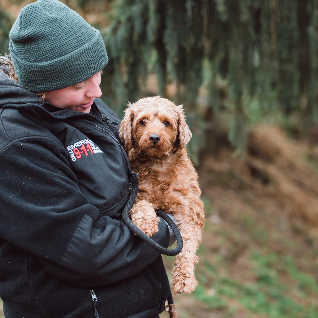 Wednesday , an adoptable Cavapoo in Chester Springs, PA image 5/6