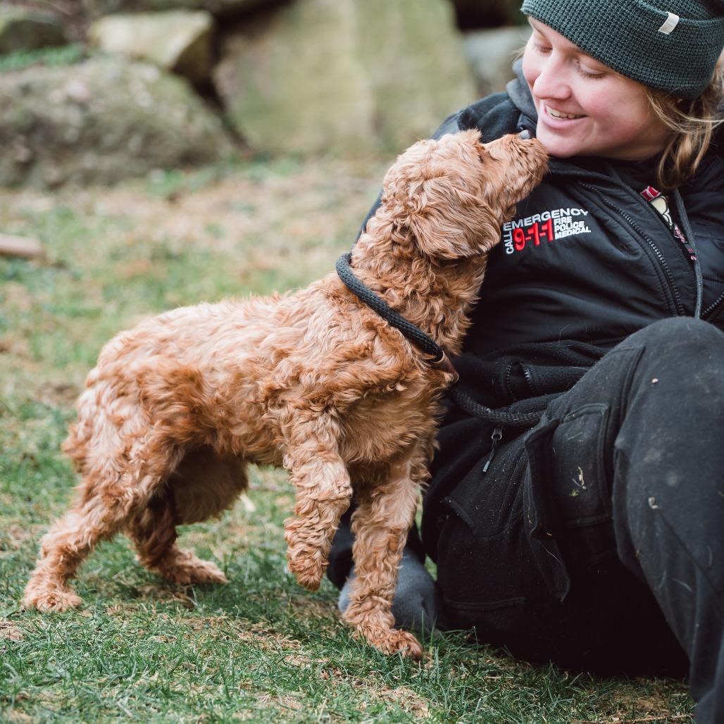 Wednesday , an adoptable Cavapoo in Chester Springs, PA image 3/6