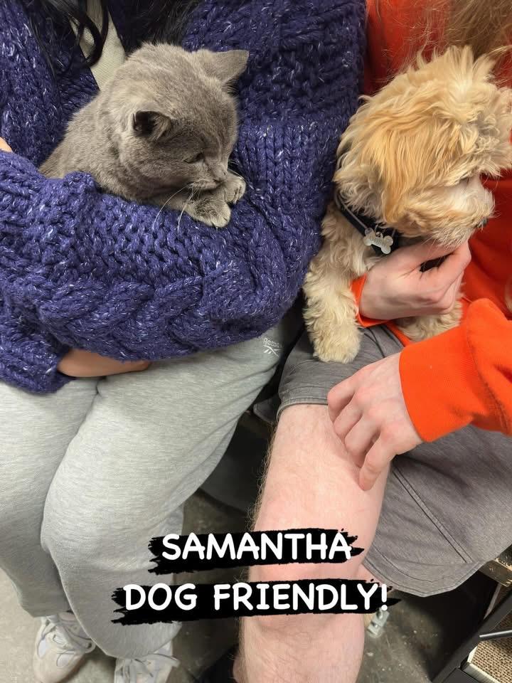 Enlarge Samantha, a Adoptable Russian Blue in San Juan Capistrano, CA image 2/5