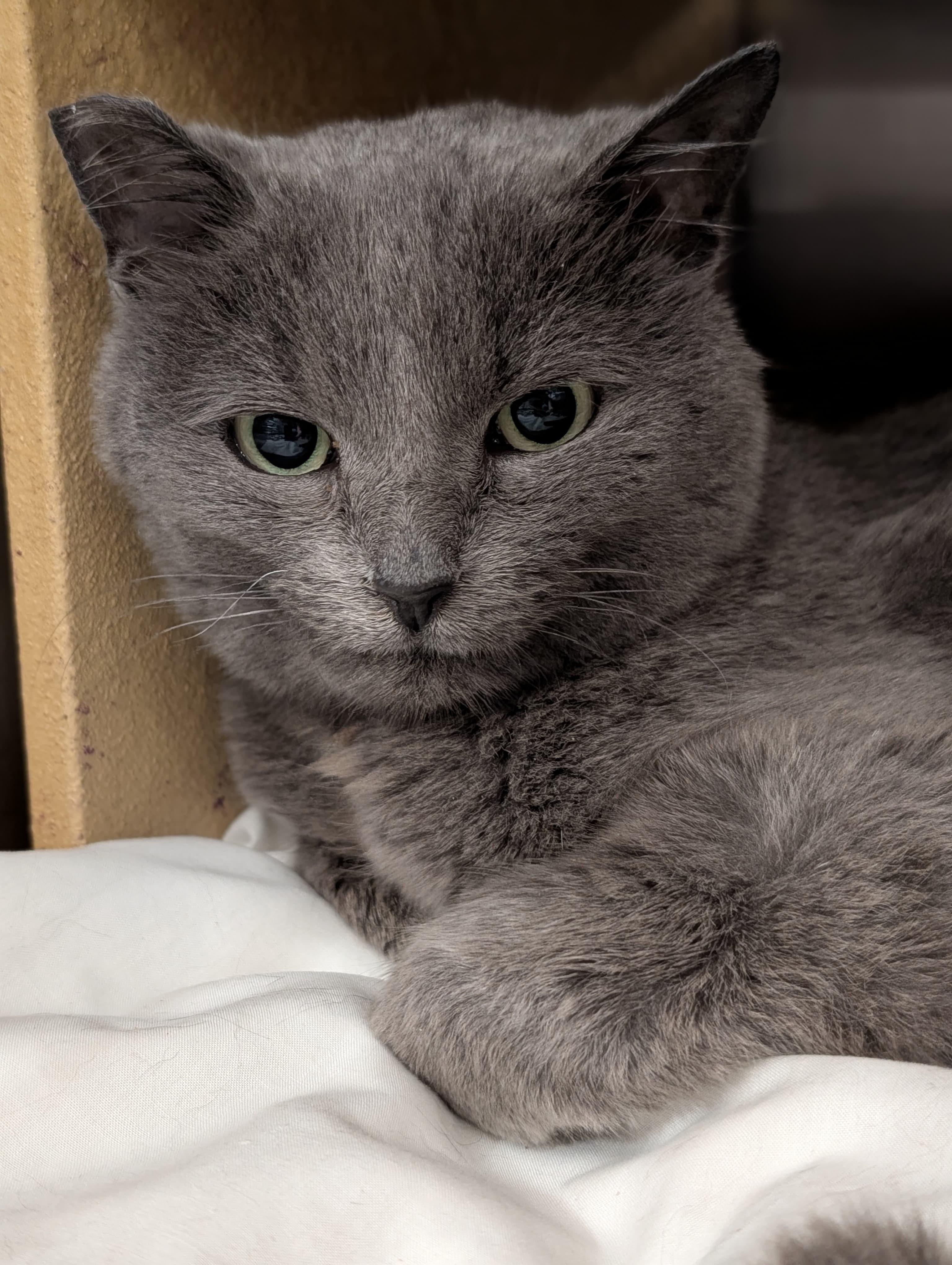Enlarge Samantha, a Adoptable Russian Blue in San Juan Capistrano, CA image 3/5