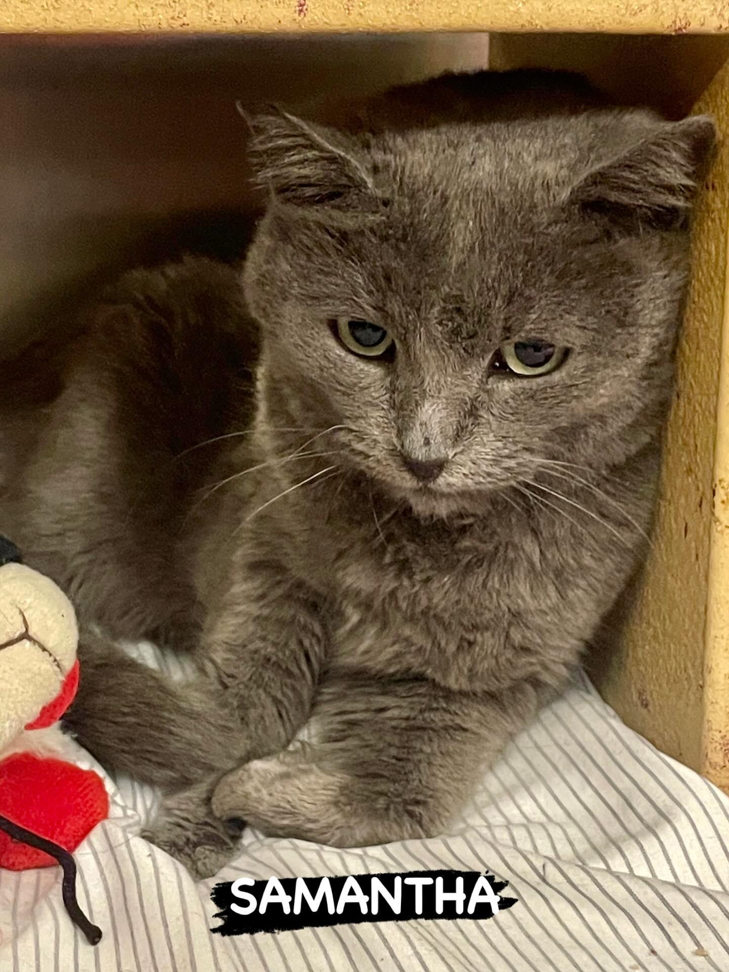 Enlarge Samantha, a Adoptable Russian Blue in San Juan Capistrano, CA image 1/5