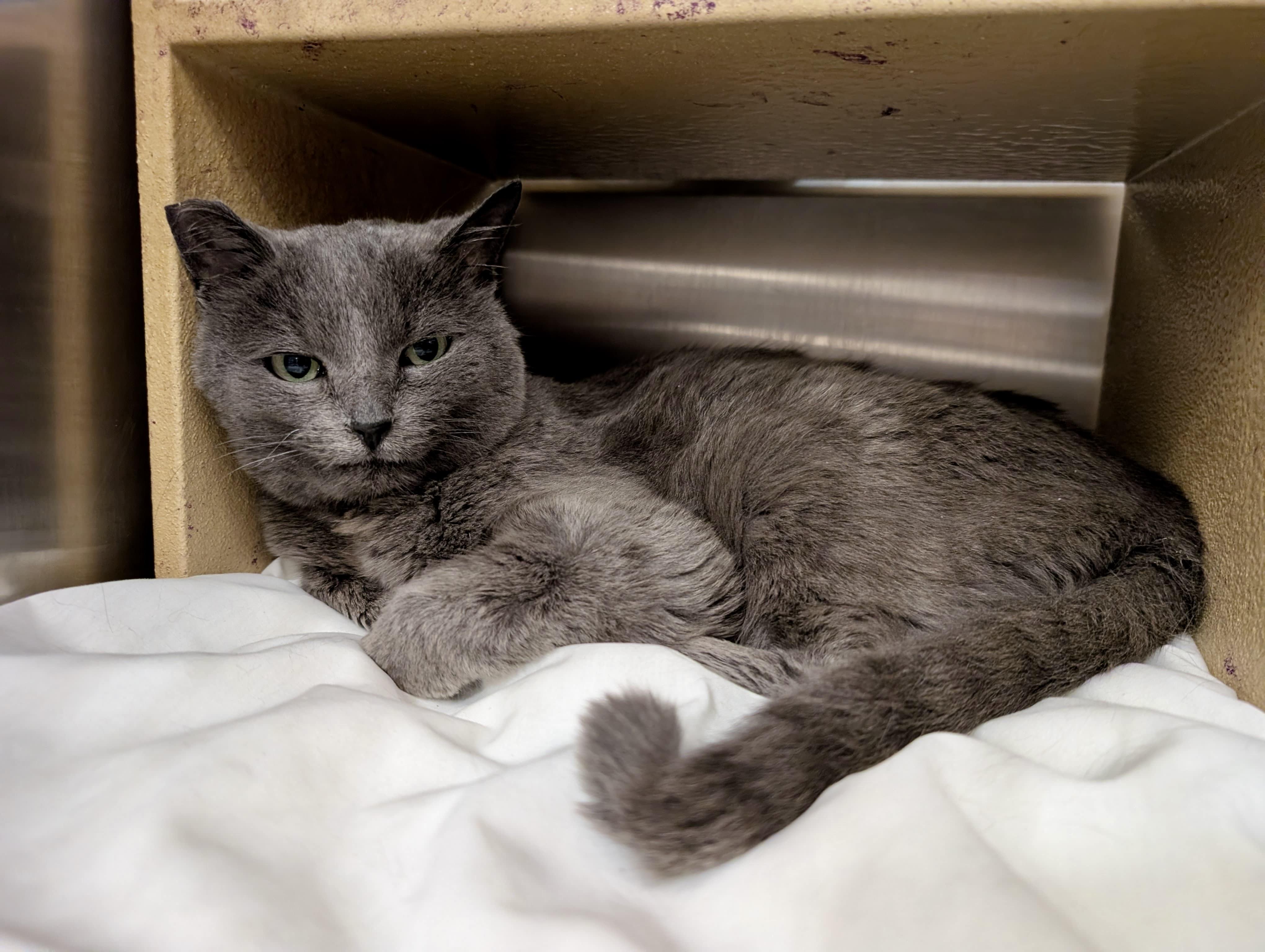 Enlarge Samantha, a Adoptable Russian Blue in San Juan Capistrano, CA image 4/5