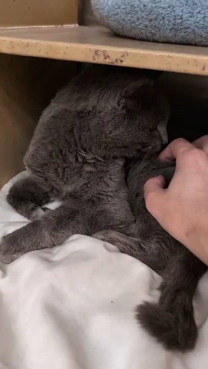 Enlarge Samantha, a Adoptable Russian Blue in San Juan Capistrano, CA video 5/5