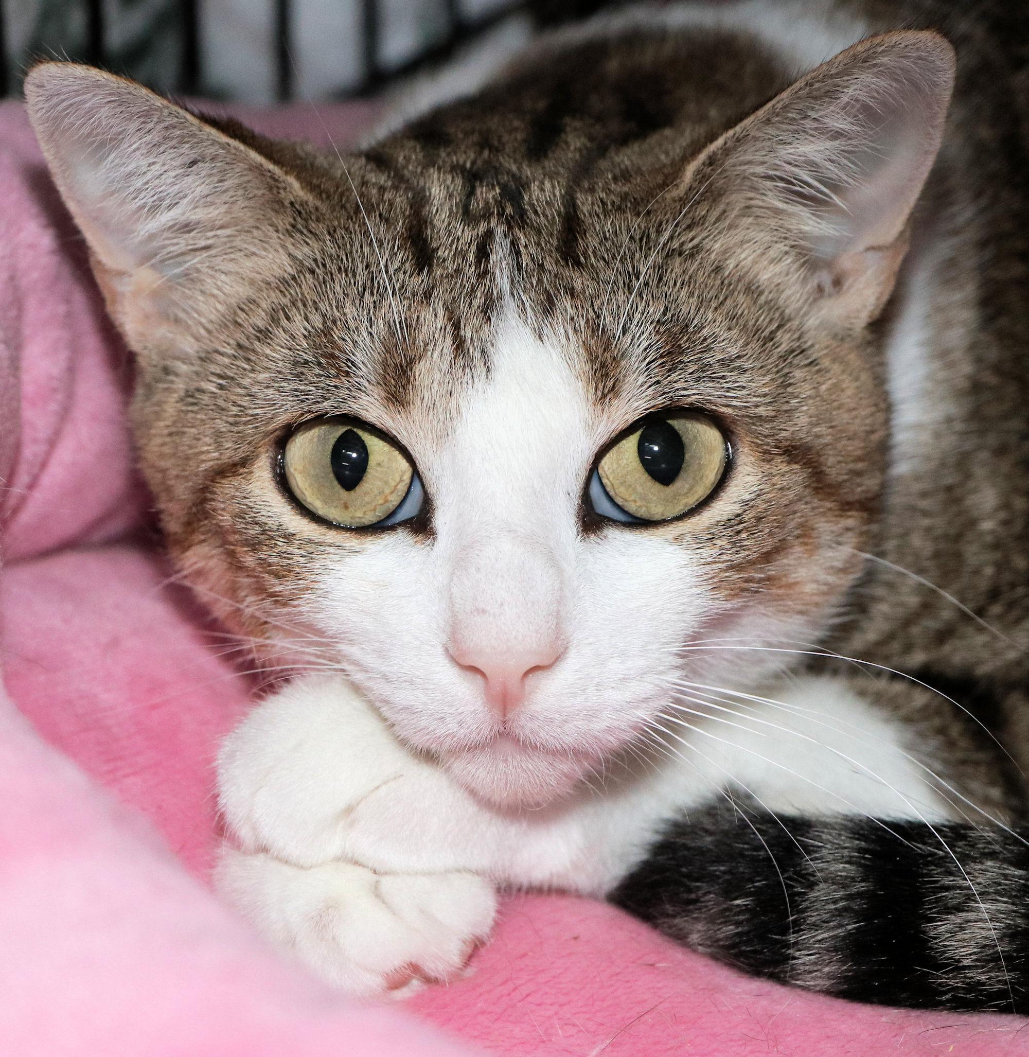 Harlequin thumbnail 2