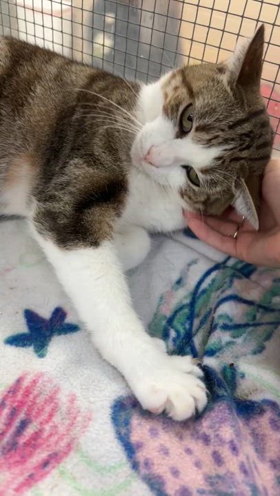 Enlarge Harlequin, a Adoptable Domestic Short Hair in Cincinnati, OH video 3/3