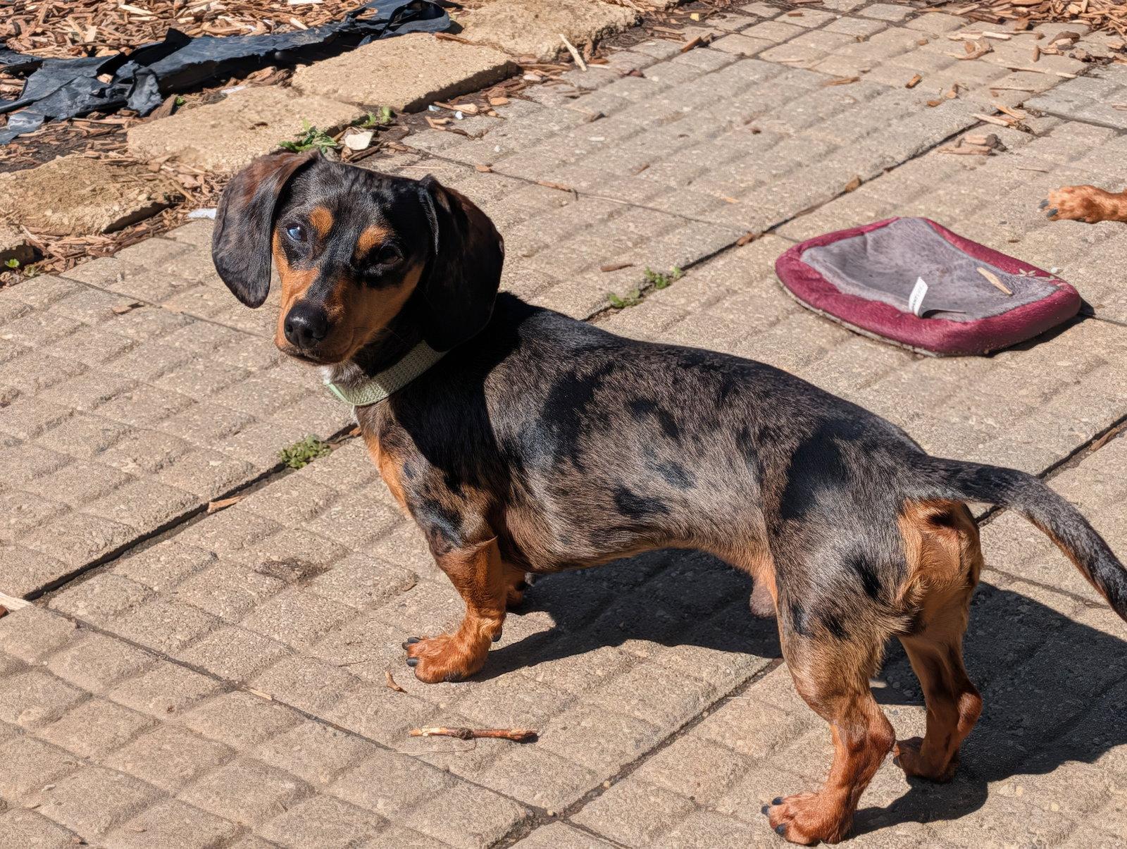 Buster and King Louie, Adoptable, Young Male Dachshund.