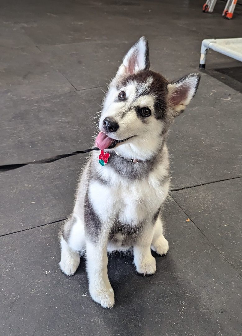 Storm, Adopted, Puppy Female Husky.
