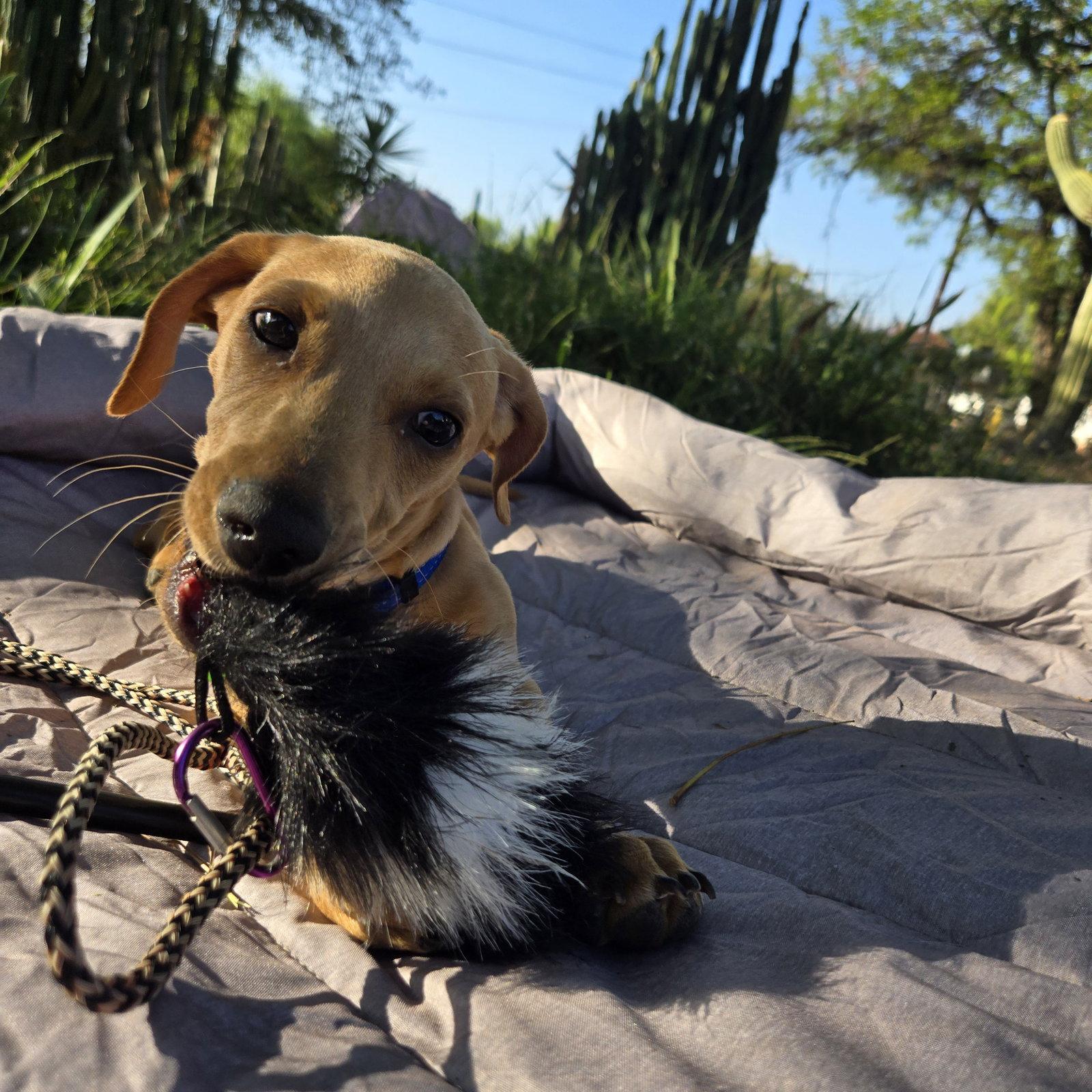 Copper, Adoptable, Puppy Male Dachshund.