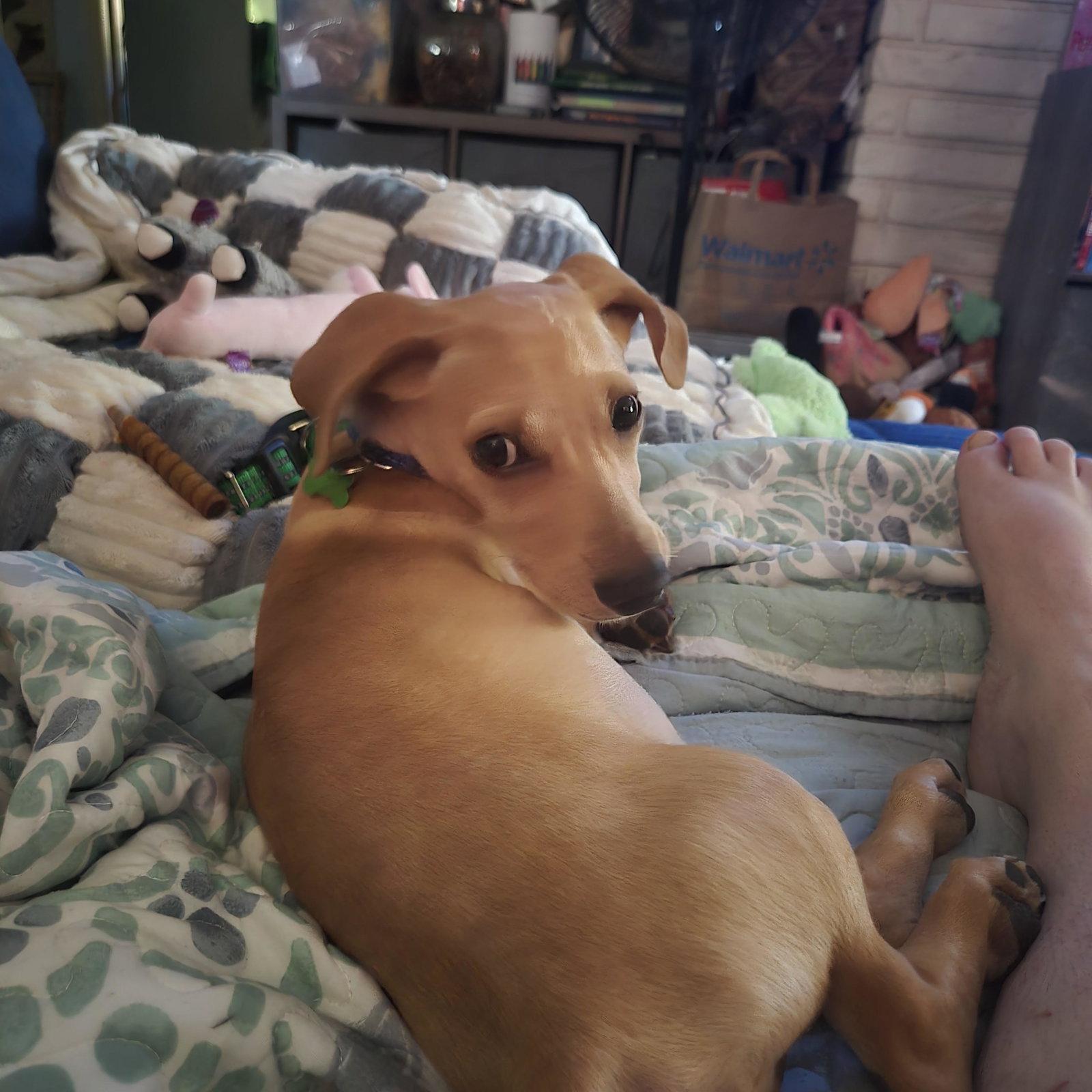 Enlarge Copper, a Adoptable Dachshund in Los Angeles, CA image 2/3