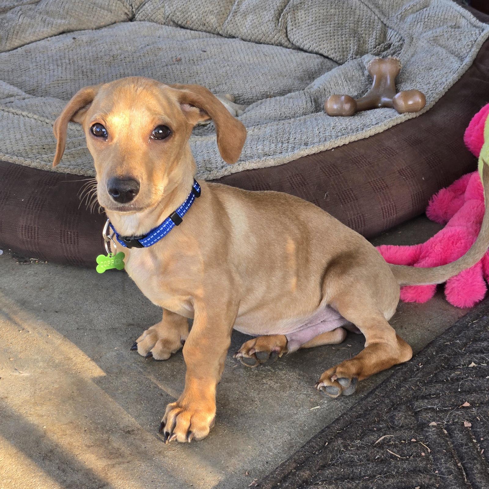 Enlarge Copper, a Adoptable Dachshund in Los Angeles, CA image 3/3