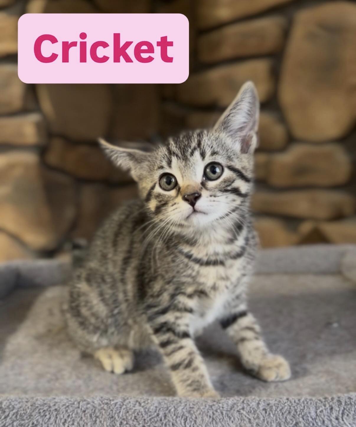 Enlarge Cricket, an adopted Tabby in Crown Point, IN image 1/1