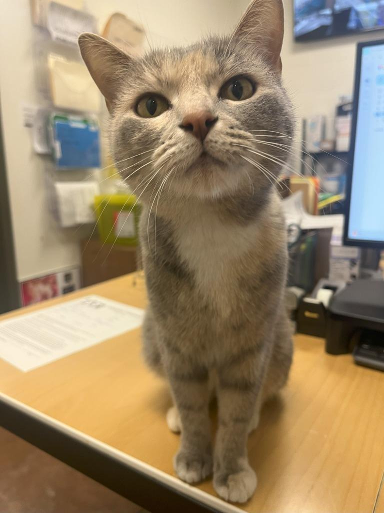 Enlarge Purrnelope, a Adoptable mixed breed in Hamilton, OH image 1/3