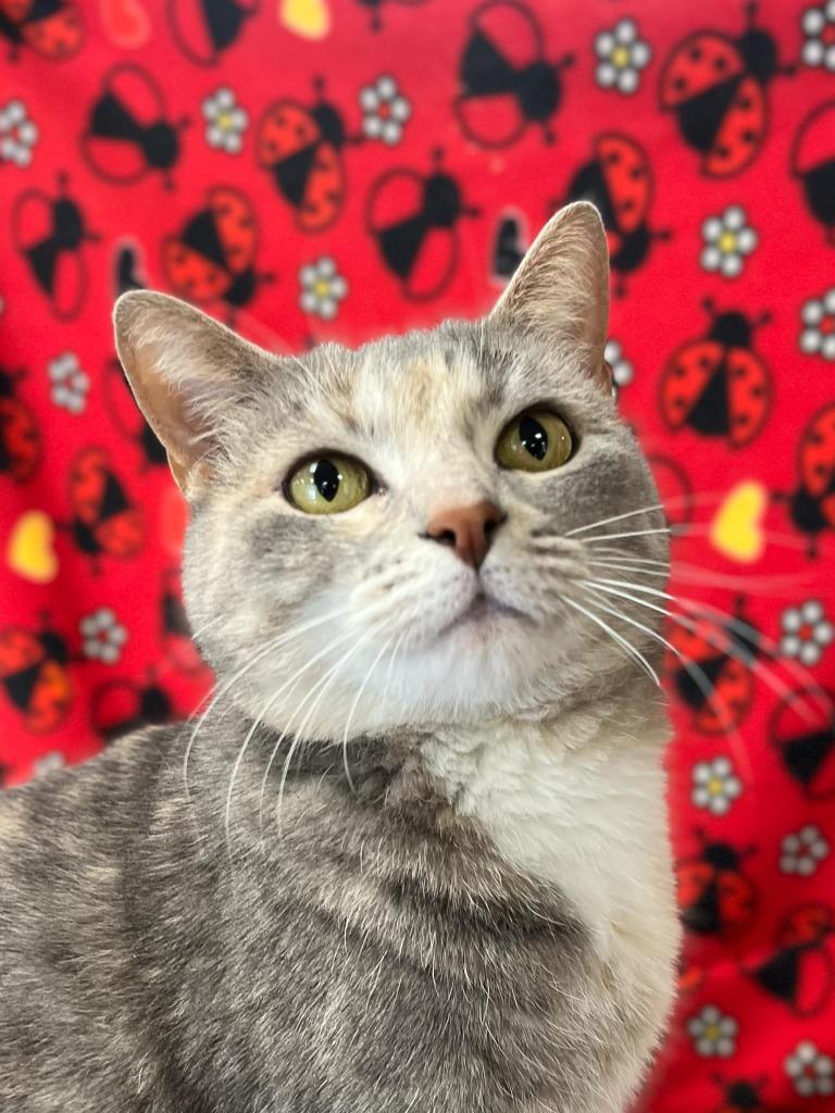 Enlarge Purrnelope, a Adoptable mixed breed in Hamilton, OH image 1/5