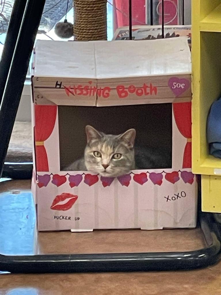 Enlarge Purrnelope, a Adoptable mixed breed in Hamilton, OH image 2/5