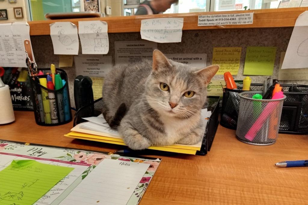 Enlarge Purrnelope, a Adoptable mixed breed in Hamilton, OH image 3/5